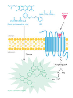 Screening of GPCR-antagonists using the calcium mobilisation assay
