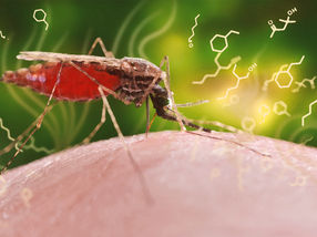 Malaria detectable in olfactory cocktail