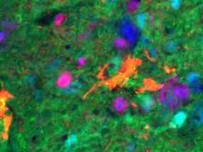 Lab-grown neurons improve breathing in mice after spinal cord injury