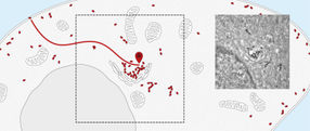 How to track and trace a protein: Nanosensors monitor intracellular deliveries