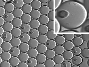 Chemists design 'miniecosystems' to test drug function