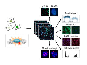 Measuring the Effects of Drugs on Cancer Cells
