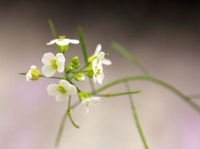 Genome Duplication Drives Evolution of Species