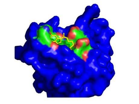 New drug candidates reverse drug resistance in multiple myeloma in preclinical models