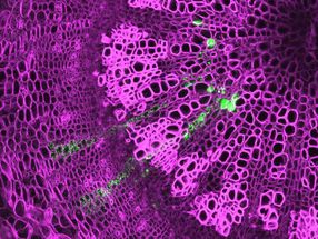 Bifacial Stem Cells Produce Wood and Bast