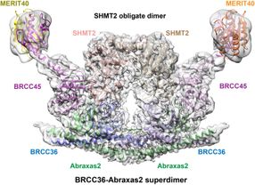 How to quell a cytokine storm: New ways to dampen an overactive immune system