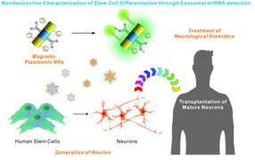 New technology could aid stem cell transplantation research