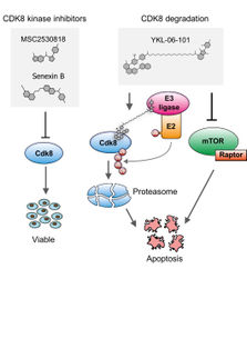 Acute lymphoblastic leukaemia: A new drug class in cancer therapy