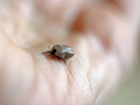 Tick