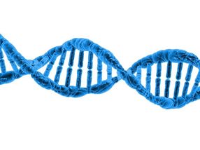 Gene scissors against incurable muscular disease
