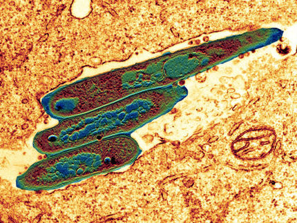Modified tuberculosis vaccine as a therapy for cancer of the bladder