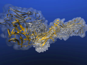 Antiviral Antibodies