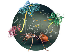 Environmentally friendly production of mandelic acid