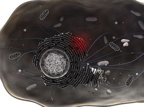 Cellular stress causes cancer cell chemoresistance
