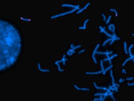 Breaks in the genome