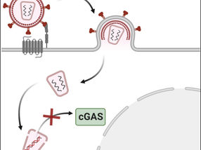HIV-1: The undercover agent