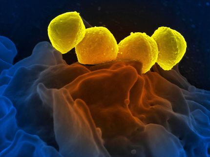 A wound dressing that kills bacteria