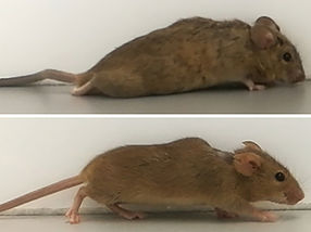 Designer cytokine makes paralyzed mice walk again
