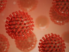 New protein neutralizes COVID in tiny human kidney
