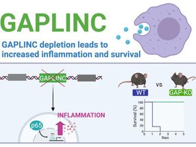GAPLINC, a highly conserved long noncoding RNA, modulates the immune response during endotoxic shock. Reducing or eliminating GAPLINC led to enhanced expression of inflammatory genes in both mouse and human cells. In a mouse model of sepsis, knockout mice without GAPLINC were protected from endotoxic shock.