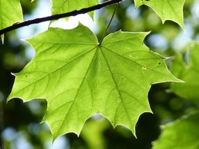 Biosensors made of cellulose