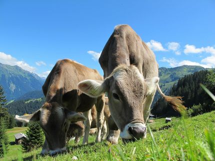 What the new pangenome reveals about bovine genes