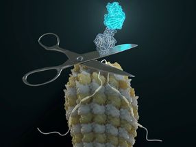 The Cut and Restore Protein Trick: Self-Excising Designer Proteins Report Isoform Expression