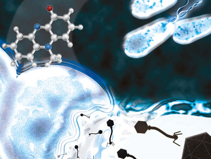 Bacteria hijack latent phage of competitor