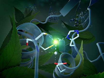 Universal mechanism of regulation in plant cells discovered