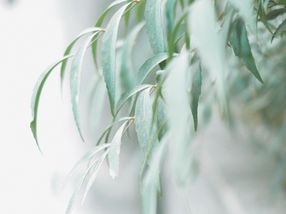 A 'bio-refinery': using the chemistry of willow trees to treat municipal wastewater