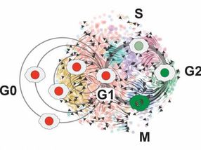 By analyzing brain stem cell data, Assistant Professor Christopher Plaisier and biomedical engineering doctoral student Samantha O'Connor saw the phases of the cell cycle mapped out in more detail than previously possible -- the G0 resting phases, including a new, separate phase they called Neural G0, in addition to growth phases G1 and G2, copying phase S and splitting phase M.