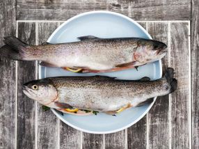 Cell-based fish from the bioreactor