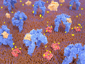 Molecular scales on biological membranes: Mass-Sensitive Particle Tracking
