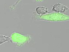 Break through the tumor’s protective shield