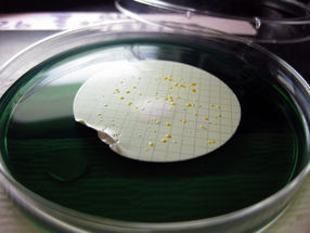 Fighting viruses with interchangeable defense genes