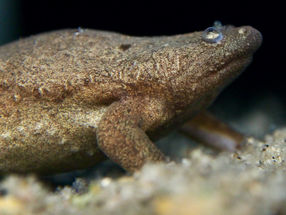 New Insights into Kidney Disease with Tropical Frog Models