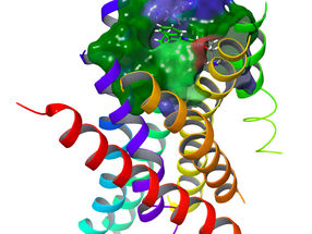 The role of bitter receptors in cancer