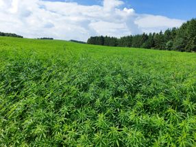 Cannabinoids from amoebae