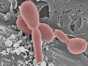 How a fungus hijacks our immune system