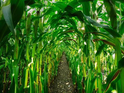 BASF Venture Capital and Orbia Ventures Invest in Israeli Biotech Startup