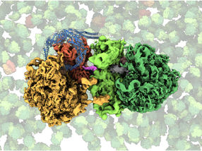 Rear-end Collision on the “Ribosome Highway”