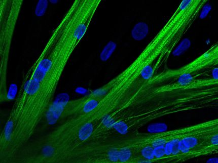 Using mRNA delivery to improve muscle strength