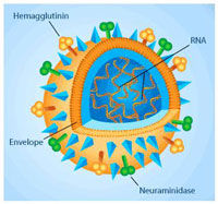 flu_virus_diag_rev