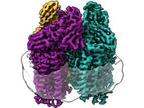 Methane-eating bacteria convert greenhouse gas to fuel