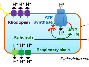 Light-powered microbes are super-producing chemical factories
