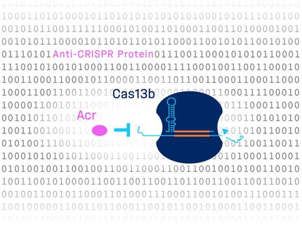 A precision cut for the CRISPR-Cas genetic scissors