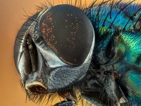 Intriguing connection between diet, eye health and lifespan