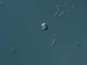 Chromatin originated in ancient microbes one to two billion years ago