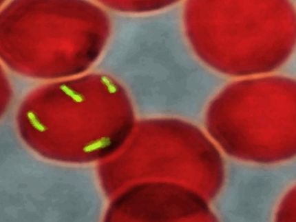 Neutralizing antibodies control bacterial infection