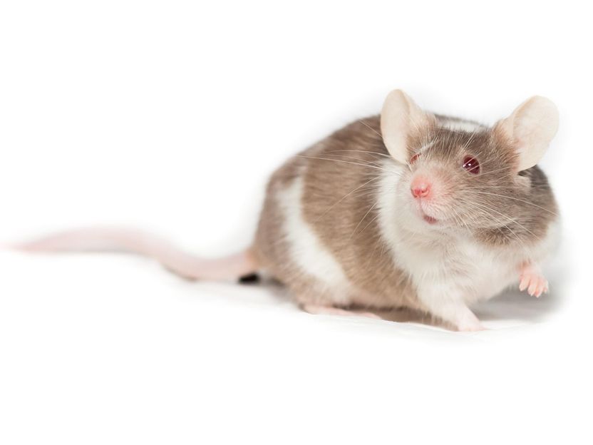 Mass spectrometry-based draft of the mouse proteome - A milestone for biomedical research